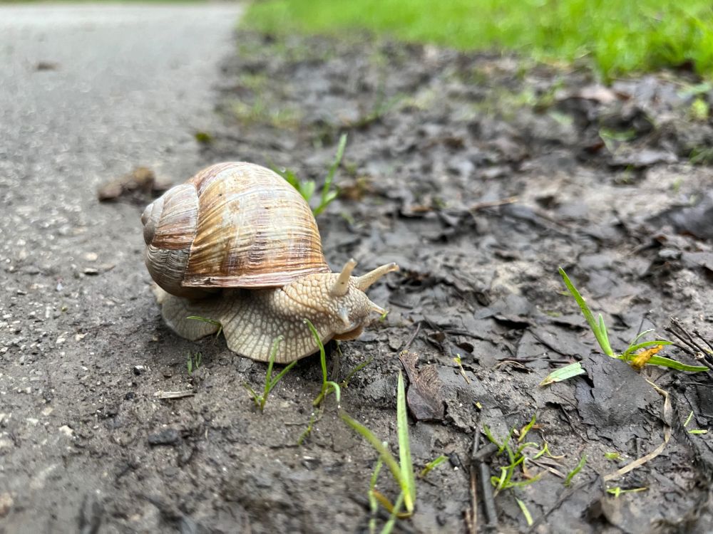 Picture of a snail